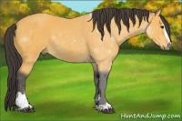 Horse Color:Buckskin Sabino