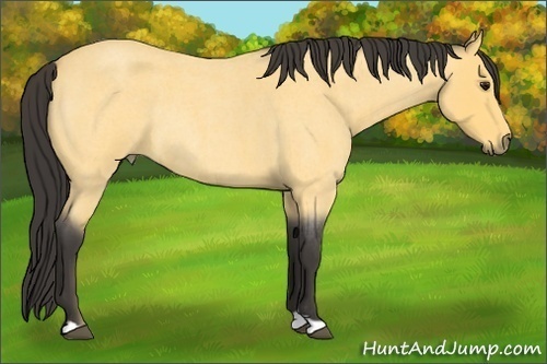 Horse Color:Buckskin Roan Rabicano 