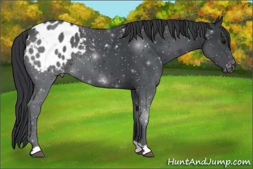Horse Color:Blue Roan Appaloosa