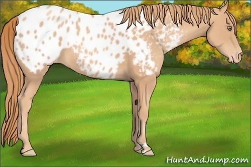 Horse Color:Gold Champagne Appaloosa 