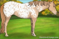 Horse Color:Gold Champagne Appaloosa 