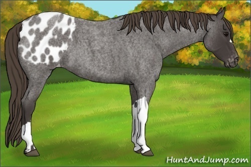 Horse Color:Smoky Blue Roan Appaloosa 