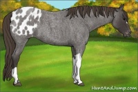 Horse Color:Smoky Blue Roan Appaloosa 