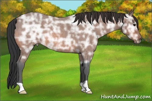 Horse Color:Bay Ice Roan 