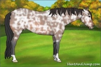 Horse Color:Bay Ice Roan 