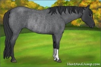 Horse Color:Blue Roan Rabicano 