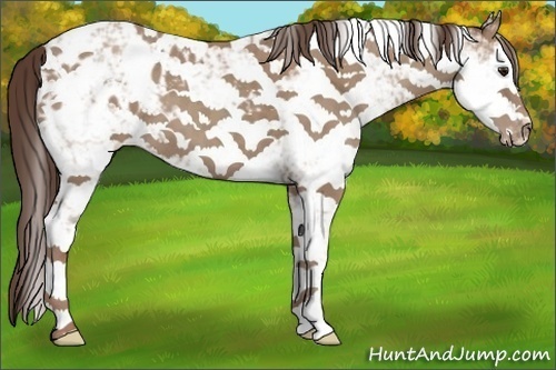 Horse Color:Classic Champagne Sabino Appaloosa