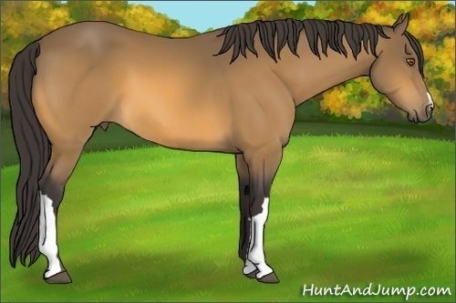 Horse Color:Buckskin 