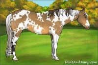 Horse Color:White Spotted Buckskin Varnish 