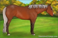 Horse Color:Silver Bay 