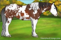 Horse Color:White Spotted Bay Splash Appaloosa 
