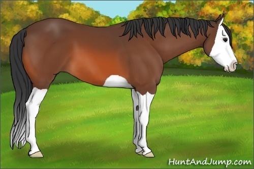 Horse Color:Bay Splash 