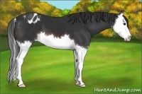 Horse Color:Brown Splash Appaloosa