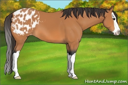 Horse Color:Bay Splash Appaloosa 