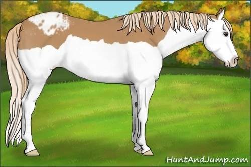 Horse Color:Chestnut Splash Appaloosa 