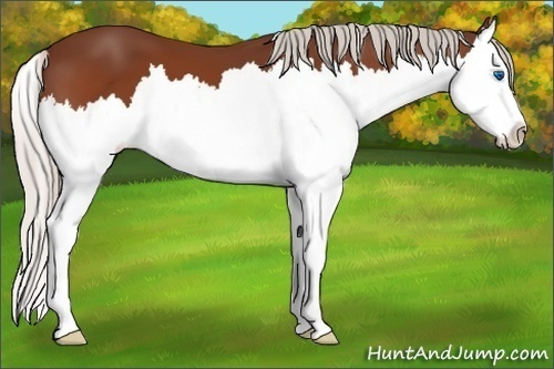 Horse Color:Silver Bay Splash 