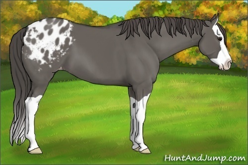 Horse Color:Grullo Splash Appaloosa