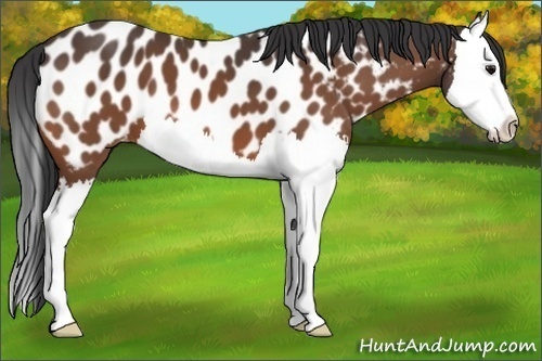 Horse Color:Bay Splash Near Leopard