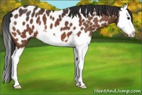 Horse Color:Bay Splash Near Leopard 