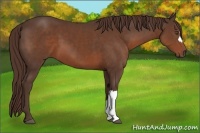 Horse Color:Liver Chestnut 