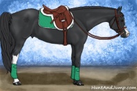 Horse Color:Black 
