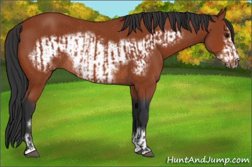 Horse Color:Bay Sabino Rabicano  and Bay Sabino Frame Rabicano 