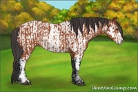 Horse Color:Bay Sabino Rabicano  and Bay Sabino Appaloosa Rabicano 