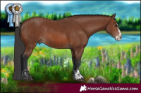 Horse Color:Brown Sabino Rabicano  and Brown Sabino Splash Rabicano 