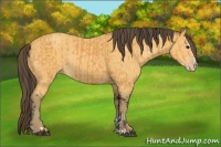 Horse Color:Buckskin Sabino Rabicano  and Amber Cream Champagne Sabino Rabicano 