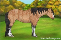 Horse Color:Bay  and Bay Dun 