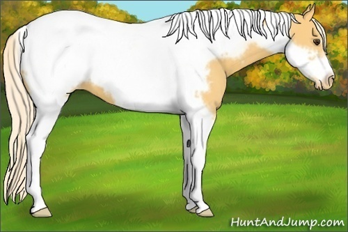 Horse Color:Palomino Tobiano Frame Appaloosa 