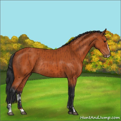 Horse Color:Bay Sabino Rabicano and Bay Sabino Rabicano