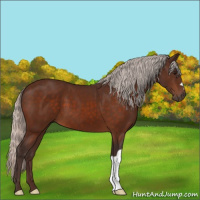 Horse Color:Silver Bay 