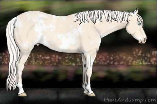 Horse Color:White Spotted Cremello 
