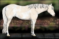 Horse Color:White Spotted Cremello 