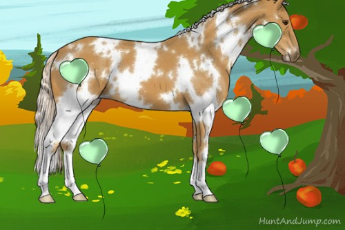 Horse Color:White Spotted Palomino 