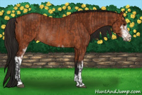 Horse Color:Bay Sabino Rabicano  and Gray Bay Sabino Rabicano 