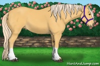 Horse Color:Palomino