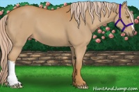 Horse Color:Palomino