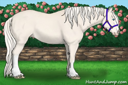 Horse Color:Cremello 