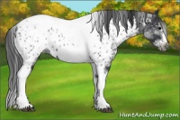 Horse Color:White Spotted Black Splash Tobiano Frame Appaloosa 