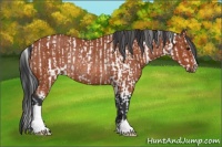 Horse Color:Bay Sabino Rabicano and Bay Rabicano