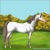 Horse Color:Amber Champagne Near Fewspot