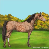 Horse Color:Bay Rabicano  and Amber Champagne Rabicano 