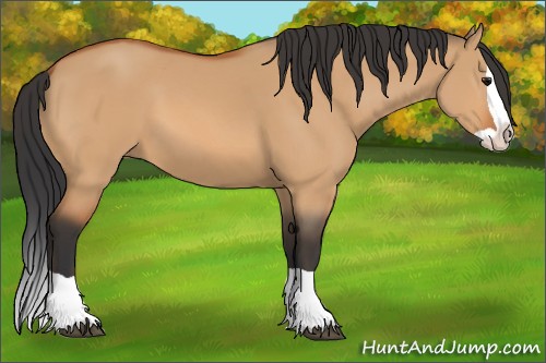 Horse Color:Bay Dun Splash 