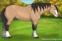 Horse Color:Bay Dun Splash