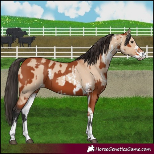 Horse Color:Bay Sabino Rabicano  and Bay Dun Sabino Rabicano 