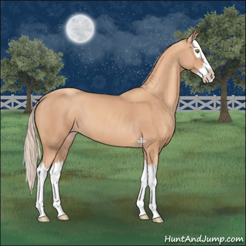 Horse Color:Gold Champagne Splash 
