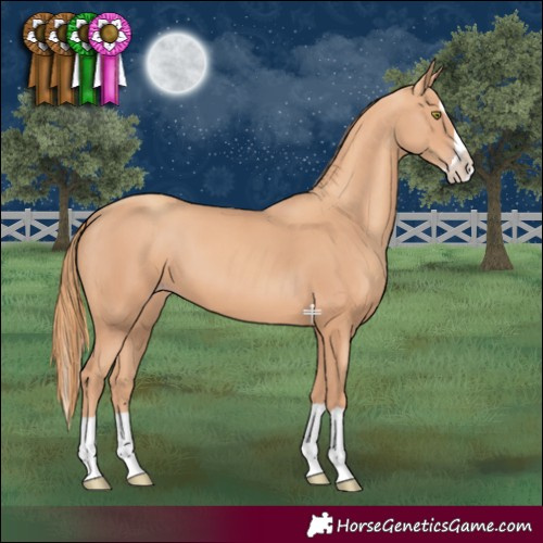 Horse Color:Gold Champagne Splash 