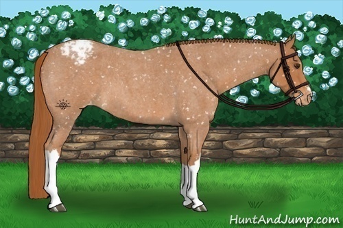 Horse Color:Red Roan Appaloosa 